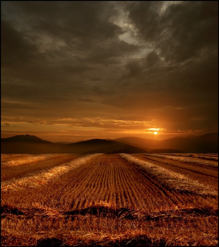 [corn_fields_26.jpg]
