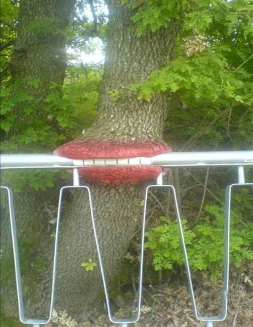 [strong_tree_16.jpg]