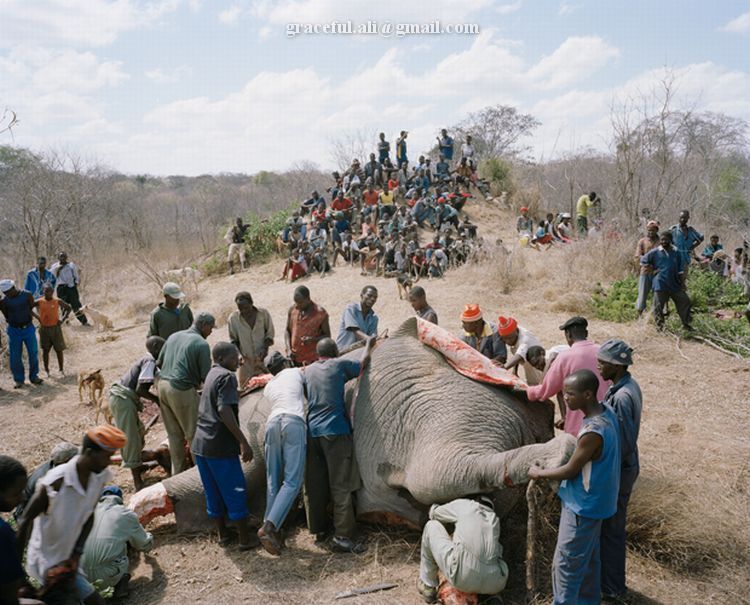 [Dead+Elephant+in+Zimbabwe3.jpg]