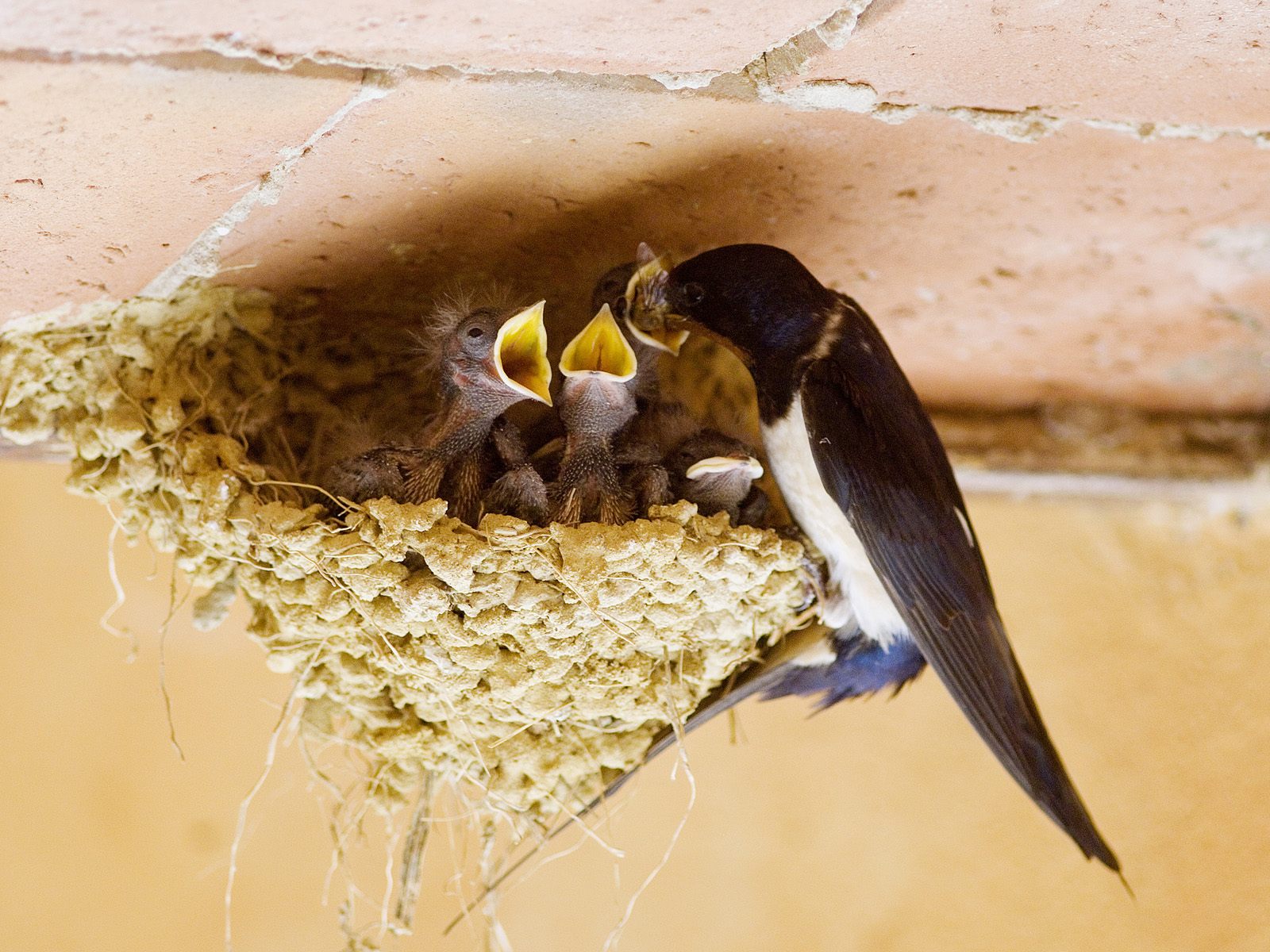 [Swallow's+Nest.jpg]