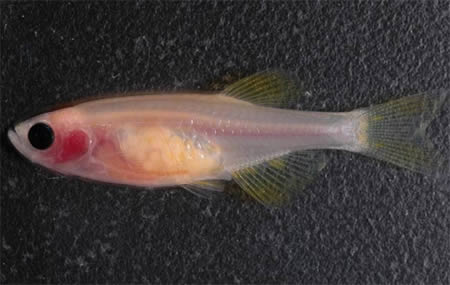 [a357_zebrafish.jpg]