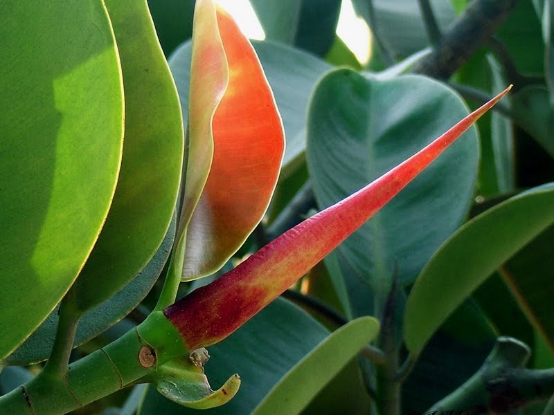 Фото "ФИКУС ЦВЕТЕТ В ОТЕЛЕ" из фотогалереи "Отель Грин Парк в Паттайе.Просто ска