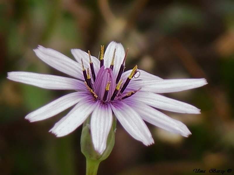 Цветок содержащий только тычинки называют - Вопросы и ответы