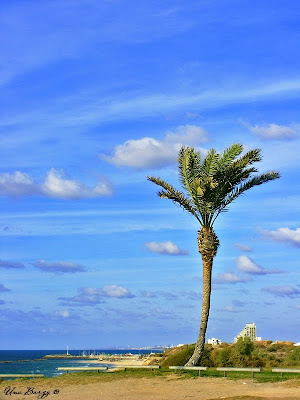 пальма и небо