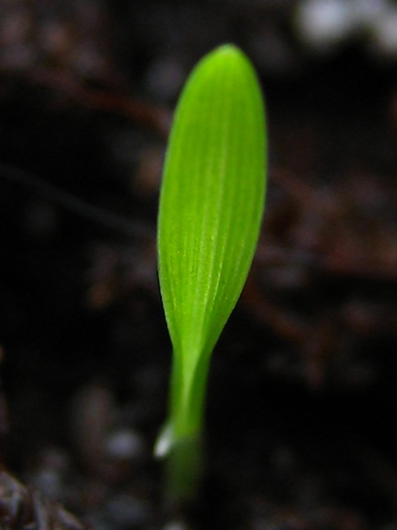 [2007-06-02+-+initial+sprout+-+single+leaf+-+front+view.jpg]