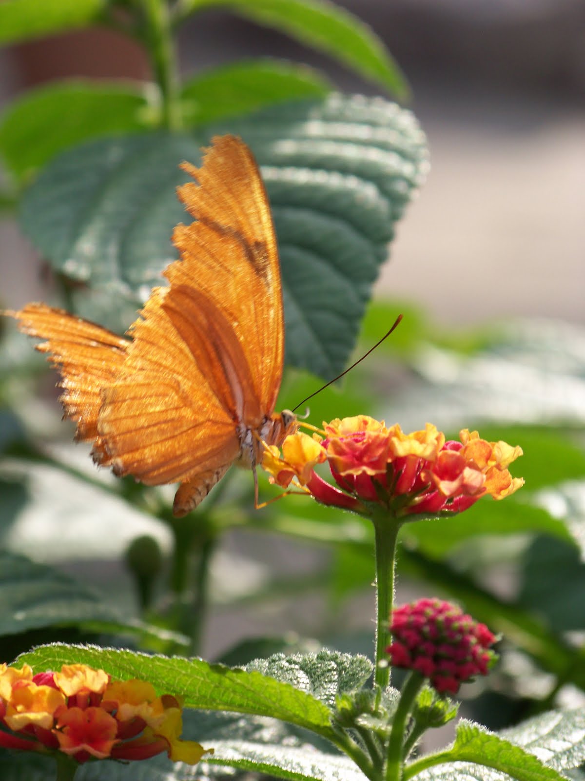 I Love My Garden Brookfield Zoo Butterfly Exhibit