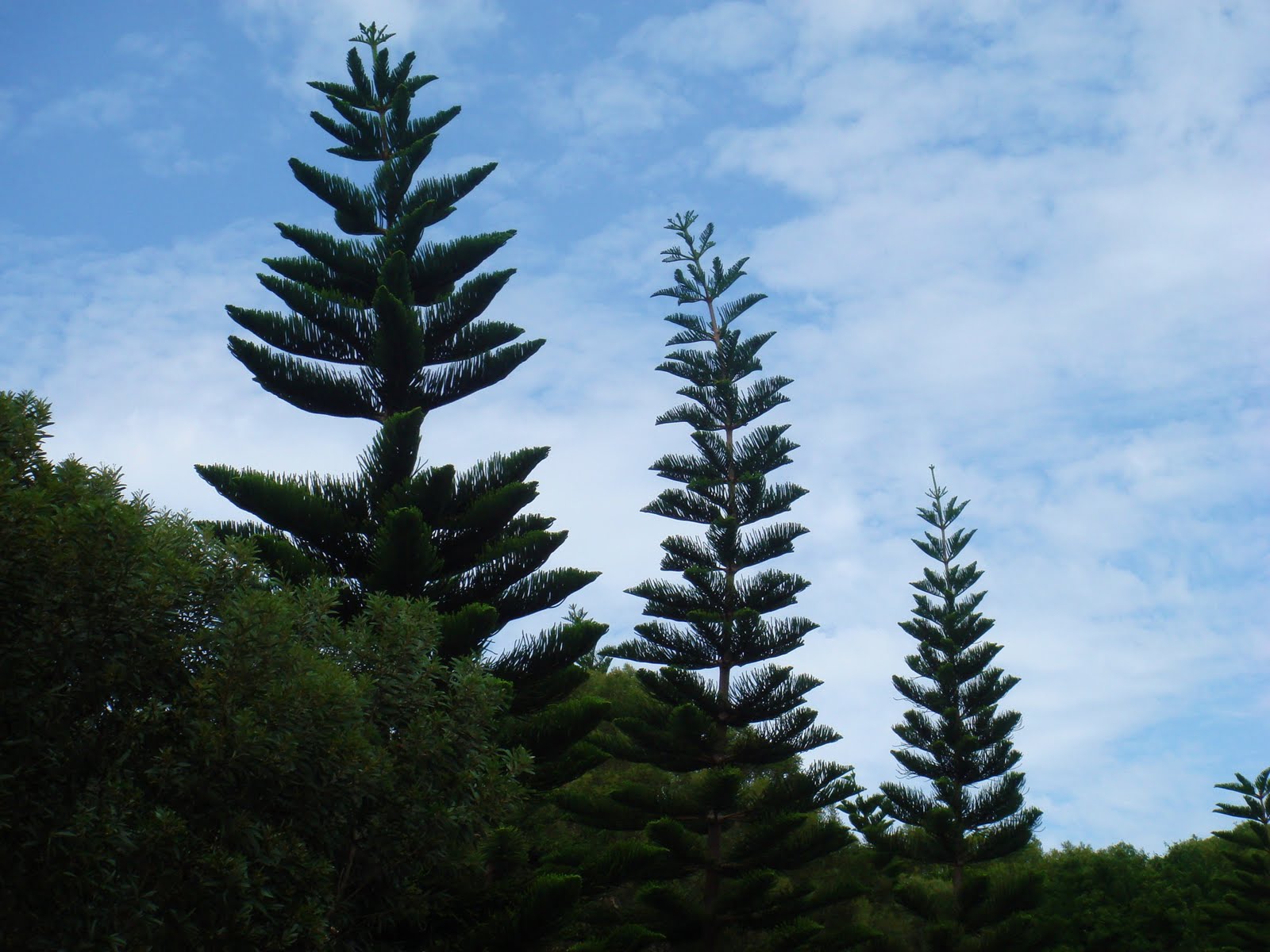 clédesol En NouvelleCalédonie