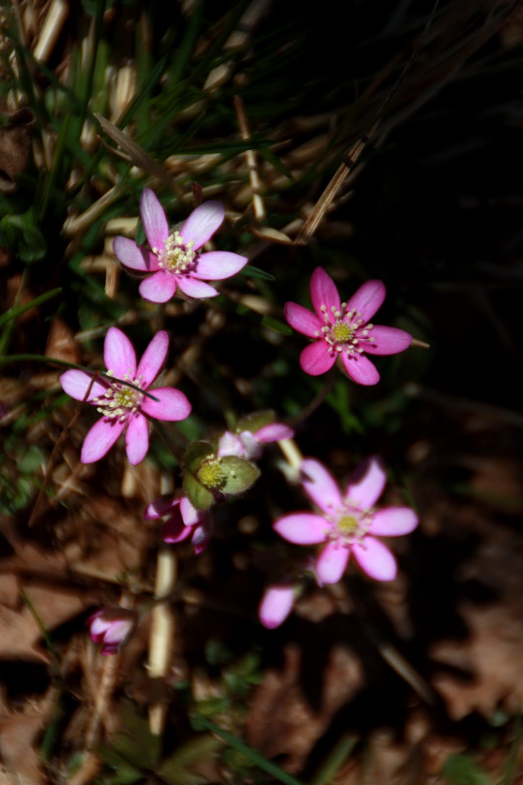 Josef K - Allt mellan granrot och stjärnhimmel: maj 2010