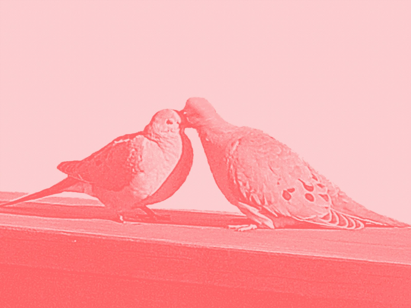 [Kissing+Birds+12-+Photoshop.jpg]
