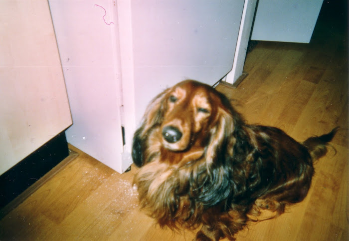 Berny's dog