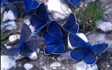 Alguna vez, he sido una mariposa azul...