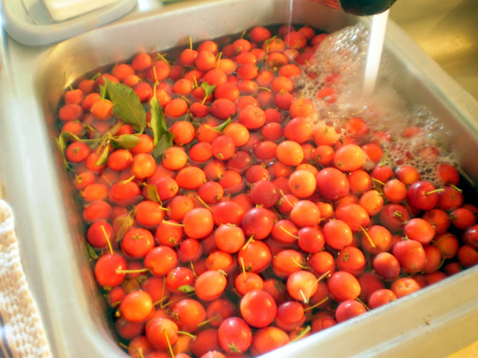[washing+crabapples+montana.jpg]