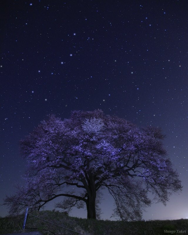 [ARVORE+JAPÃO+MATEUS.jpg]