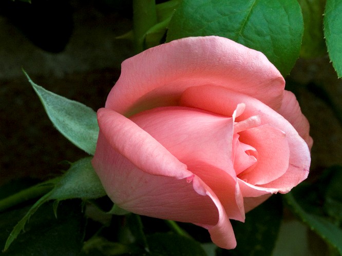 [one+pink+rose+13th+june.jpg]