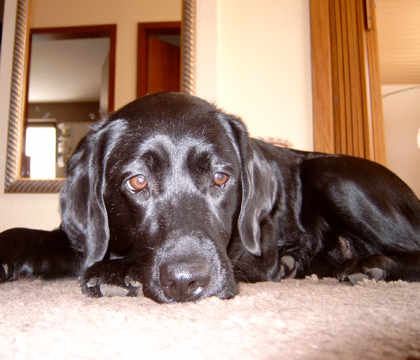 Seven Hund sein ist schön