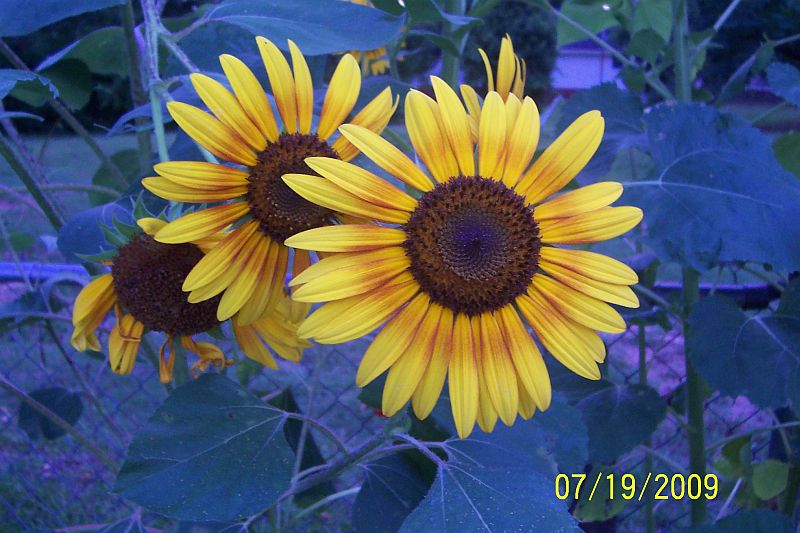 [Autumn+Joy+sunflower+(2)+07-19-09.jpg]