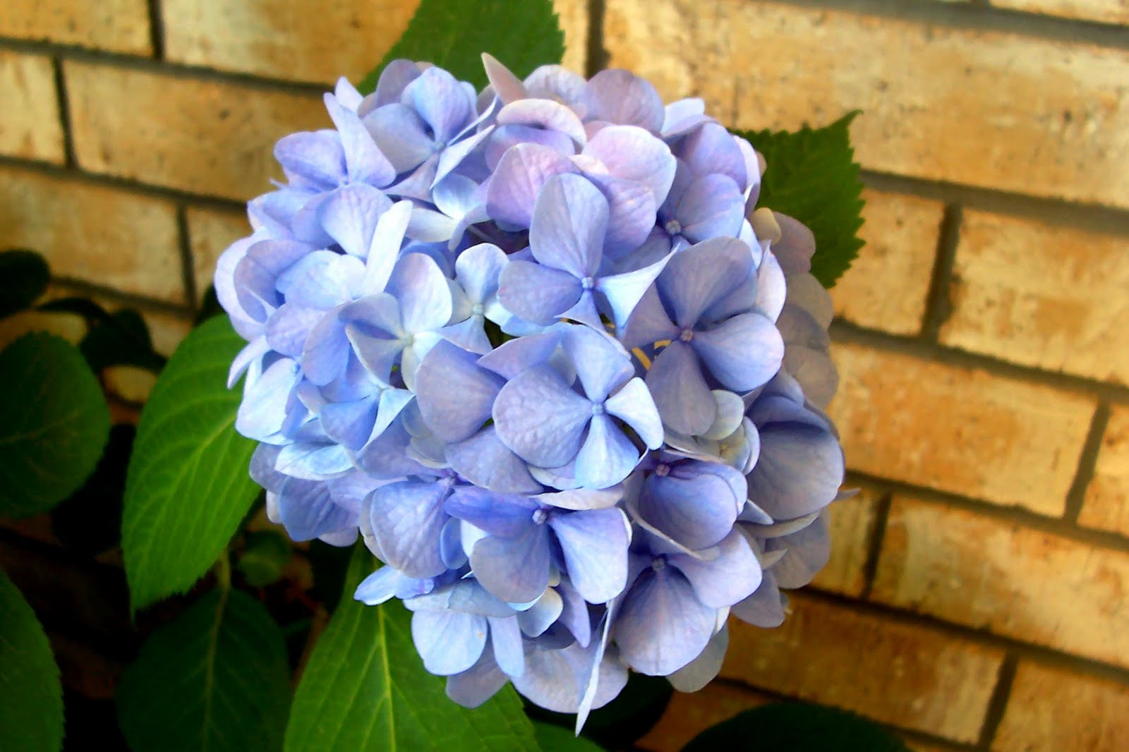 Davy's Louisiana Gardening Blog Hydrangea Season