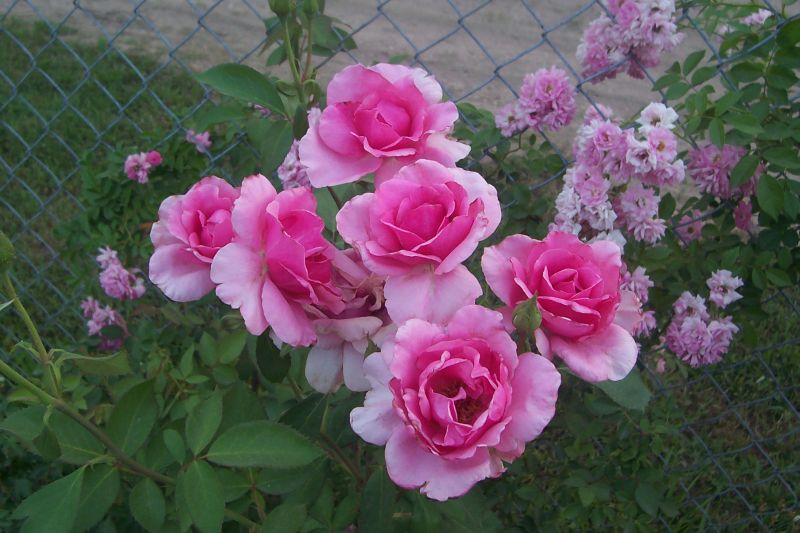 Davy's Louisiana Gardening Blog Earthsong In Summer