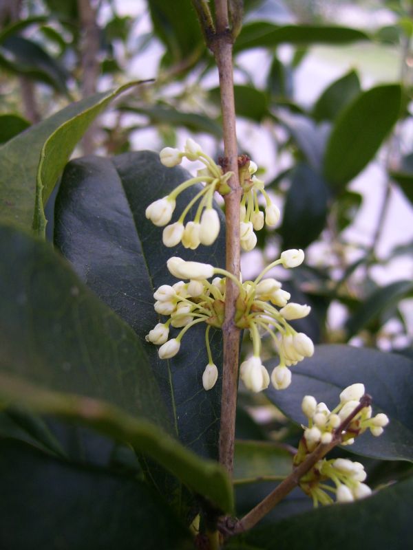 Davy's Louisiana Gardening Blog Sweet Olive!