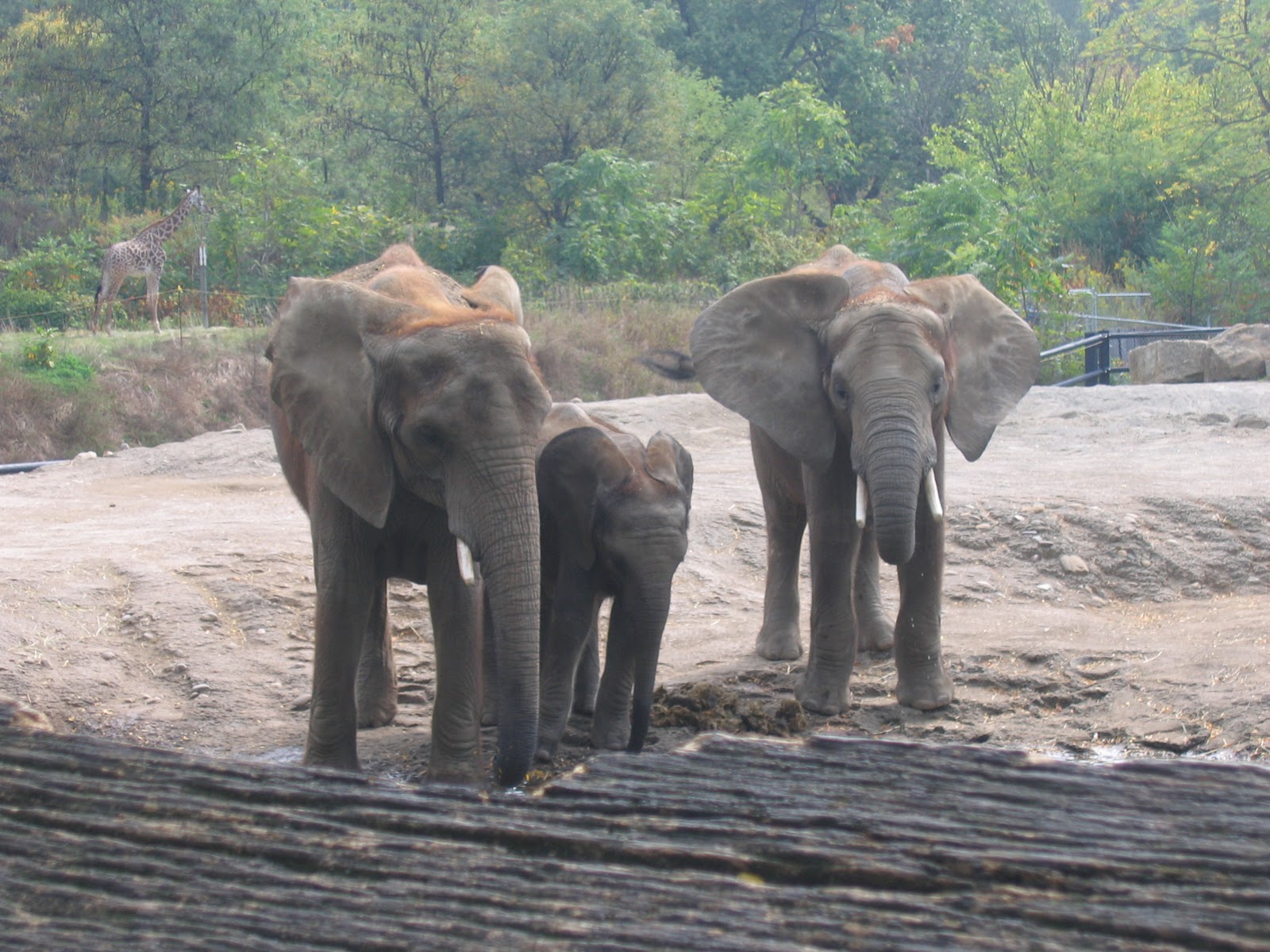 No Greater Joy Field Trip Friday The Pittsburgh Zoo
