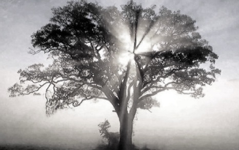 [tree-sunlight_small.jpg]