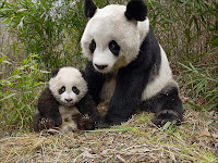 Le panda géant. Document Giant-panda.com.