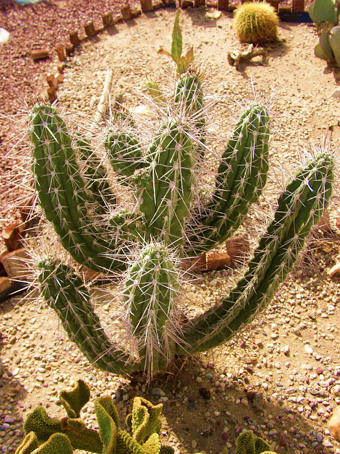 Cactus thrive without water - nice!