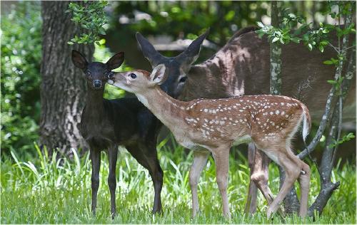 The World of Strange: Animals of a Different Color