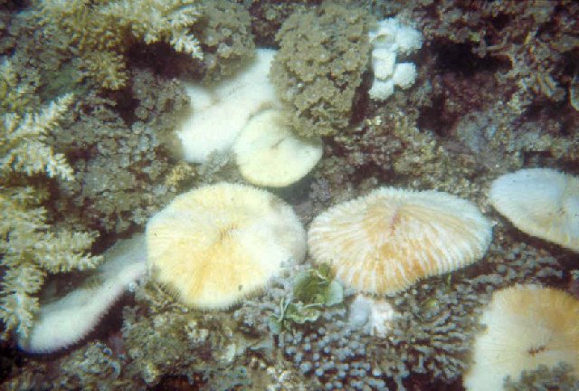 [mashroom+corals.jpg]