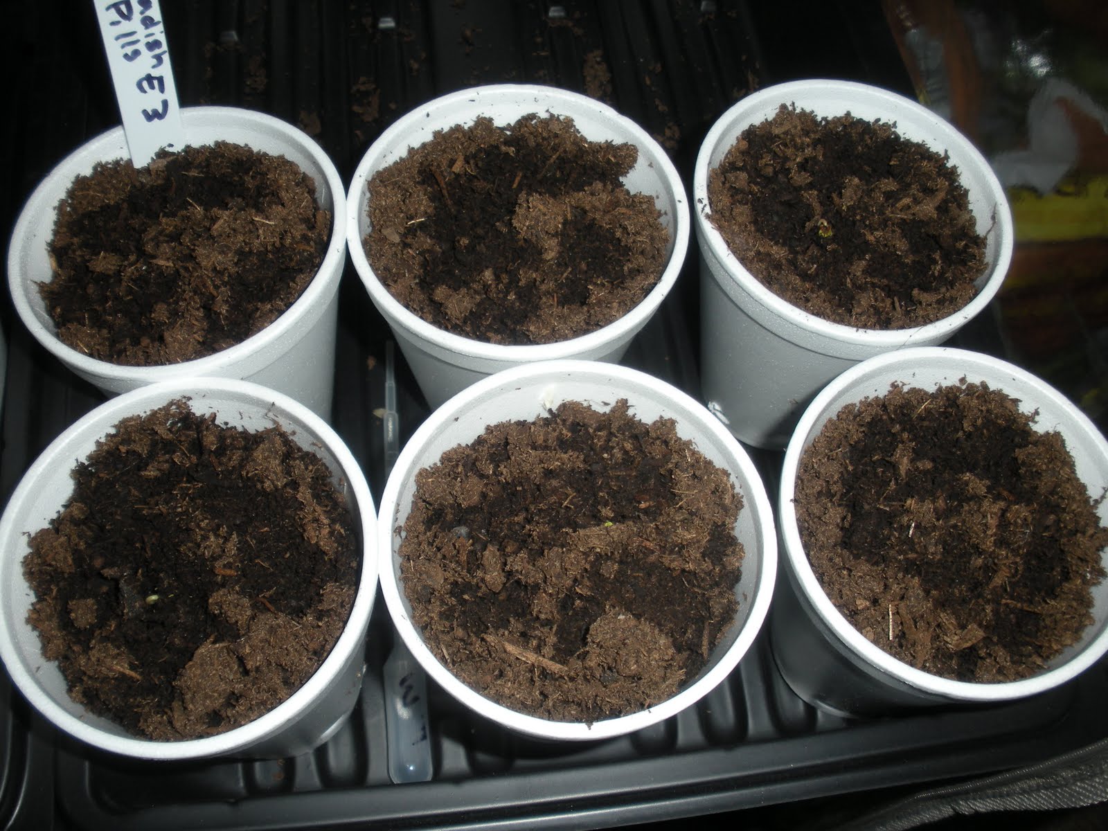 Caffeine Effects on Plants Week 1 Pictures & Observation