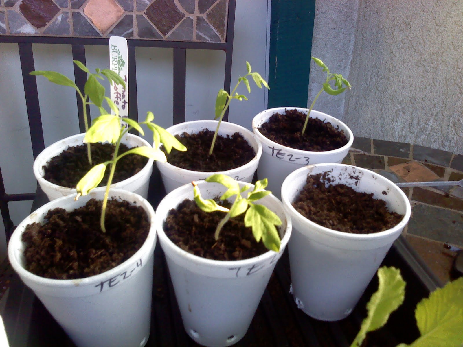 Caffeine Effects on Plants