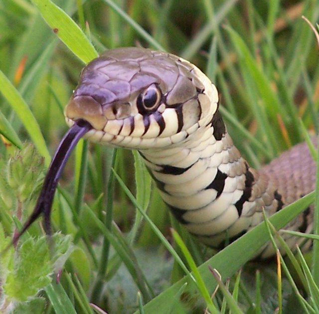 Look at my happy rainbow!: Snakes.