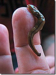 [4planaria101206_thumb[3].jpg]