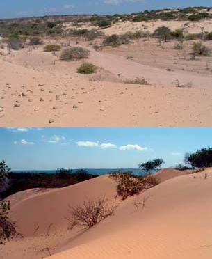 [desertificação.JPG]