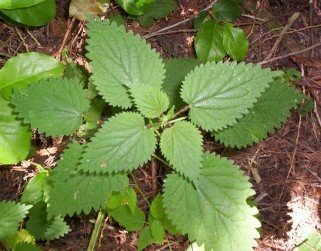 young wood nettle