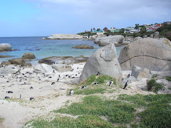 Penguins for Brian!