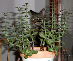 In the jungle the mighty jungle