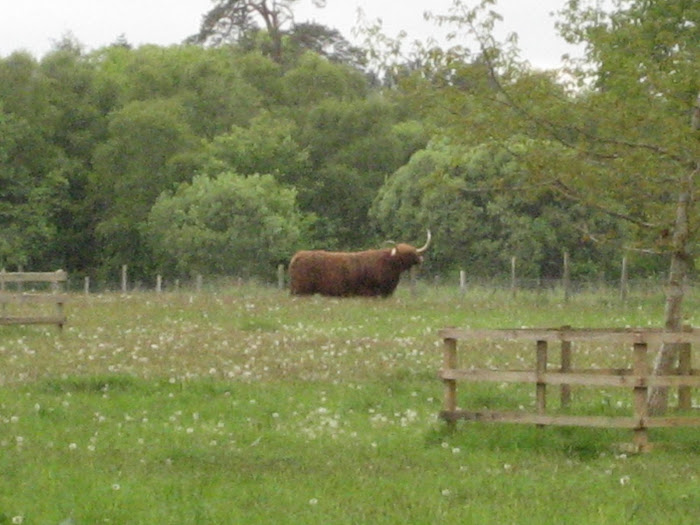 A Highland Coo