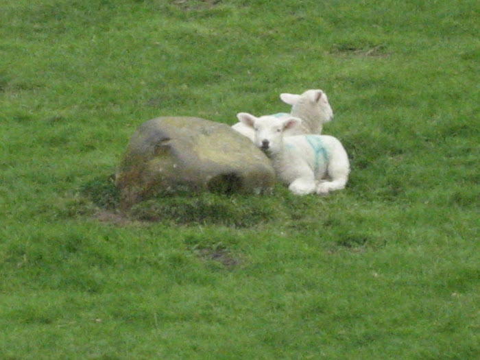 Crazy Eyed Sheep