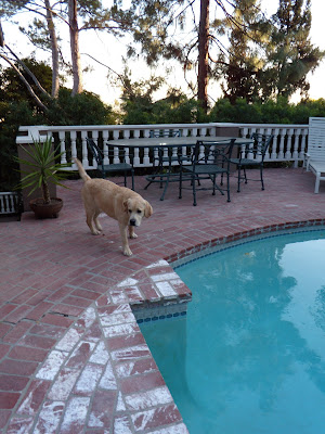 Cooper exploring poolside