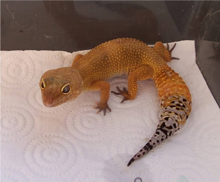 PETS The Amazing World of Carrot Tail Leopard Geckos