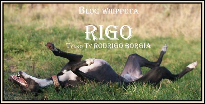 Blog whippeta Rigo