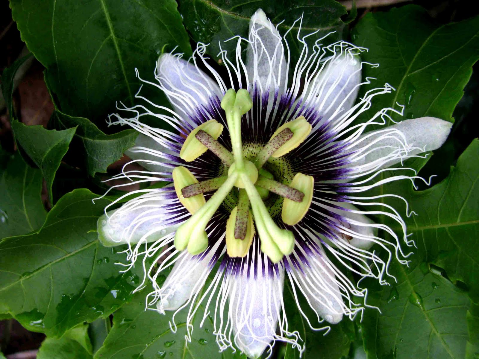 Ecuador personajes y especies (Galápagos y Continente) Plantas