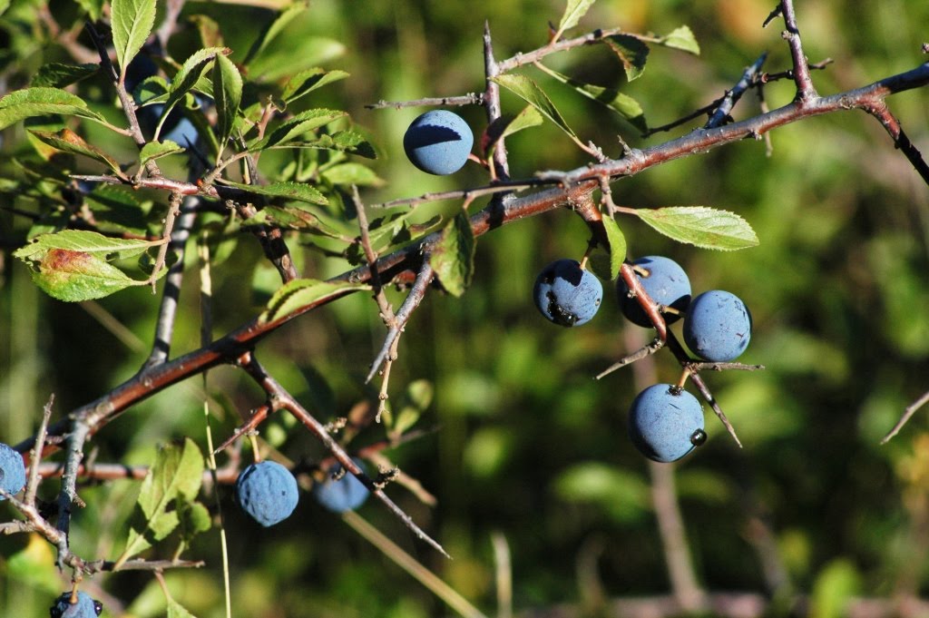 Blog del Màrius Domingo, Ca la Gallineta: Aranyons.