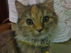 Ashie - Queenie Cat