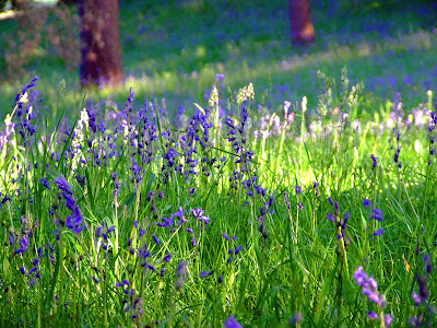 Bluebell Wood, Clyne Gardens