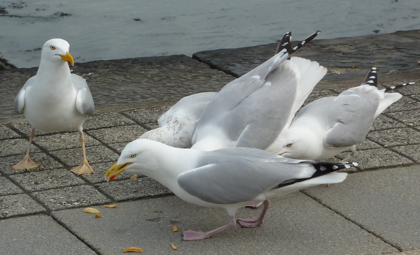 Ceredigion Birds HERRING GULL with pale yellow legs