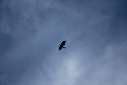 sky bird birds flying corpus sub