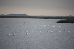 Migrating pelicans