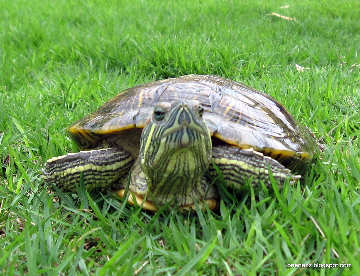 красноухая черепаха растения. аквариум для красноухой черепахи. желтоухая черепаха (trachemys scripta scripta). американская красноухая черепаха. красноухая черепаха растения.